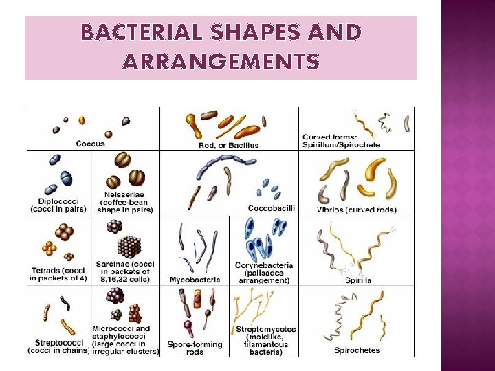 BACTERIAL SHAPES AND ARRANGEMENTS 