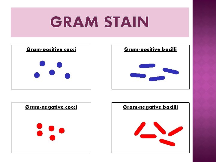 GRAM STAIN Gram-positive cocci Gram-positive bacilli Gram-negative cocci Gram-negative bacilli 