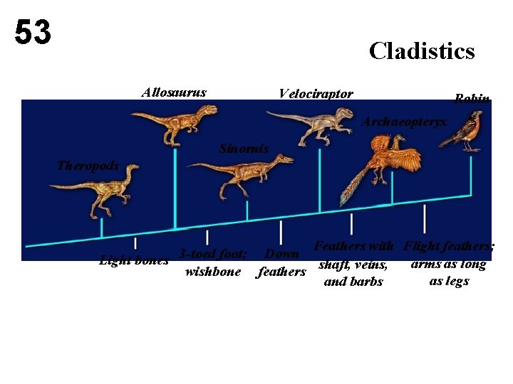 53 Cladistics Allosaurus Velociraptor Robin Archaeopteryx Sinornis Theropods Feathers with Flight feathers; 3 -toed