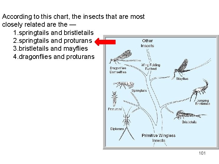 According to this chart, the insects that are most closely related are the —