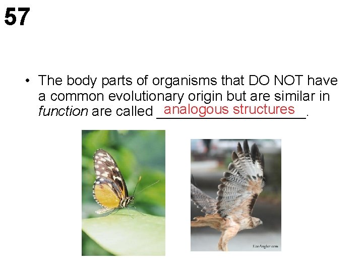 57 • The body parts of organisms that DO NOT have a common evolutionary