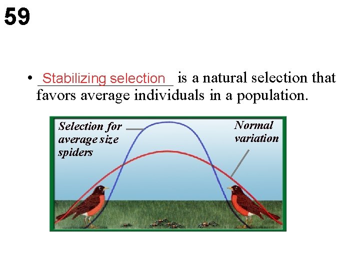59 • _________ Stabilizing selection is a natural selection that favors average individuals in