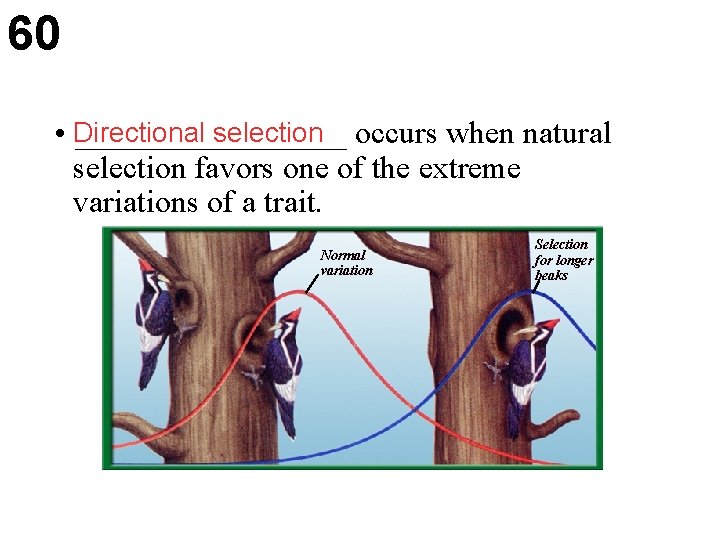 60 selection occurs when natural • Directional _________ selection favors one of the extreme
