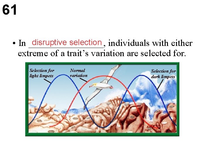 61 disruptive selection individuals with either • In ________, extreme of a trait’s variation