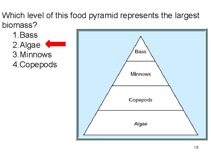 Which level of this food pyramid represents the largest biomass? 1. Bass 2. Algae