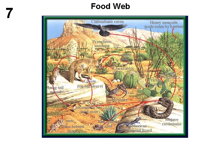 Food Web 7 Chihuahuan raven Honey mesquite (pods eaten by beetles) Pronghorn antelope Gambel