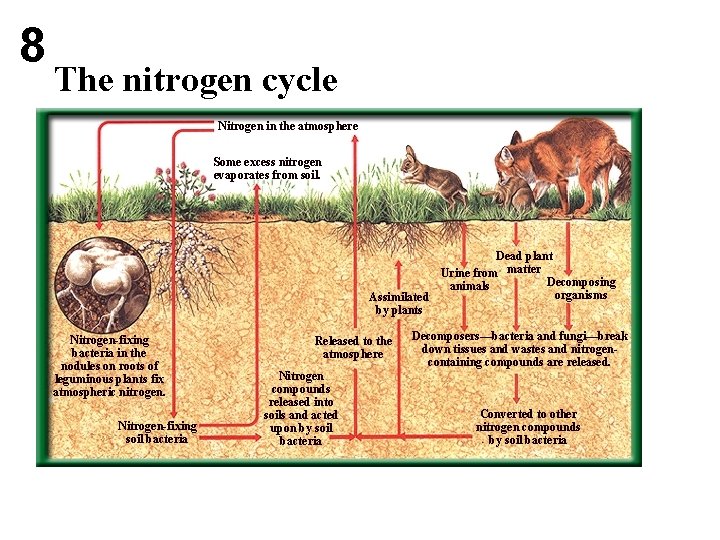8 The nitrogen cycle Nitrogen in the atmosphere Some excess nitrogen evaporates from soil.