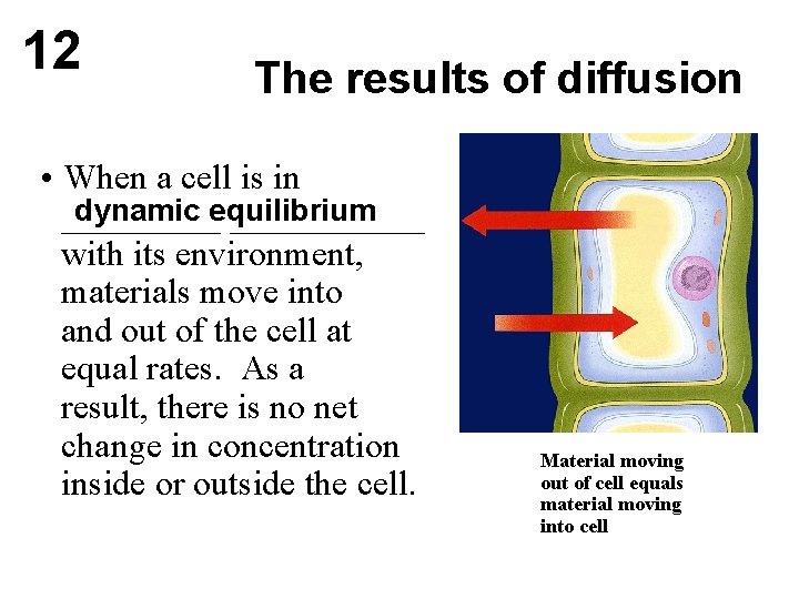 12 The results of diffusion • When a cell is in dynamic equilibrium ___________