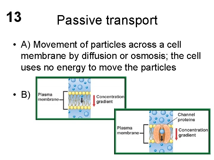 13 Passive transport • A) Movement of particles across a cell membrane by diffusion