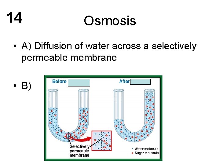 14 Osmosis • A) Diffusion of water across a selectively permeable membrane • B)
