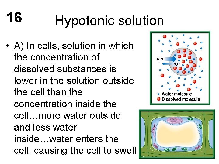 16 Hypotonic solution • A) In cells, solution in which the concentration of dissolved