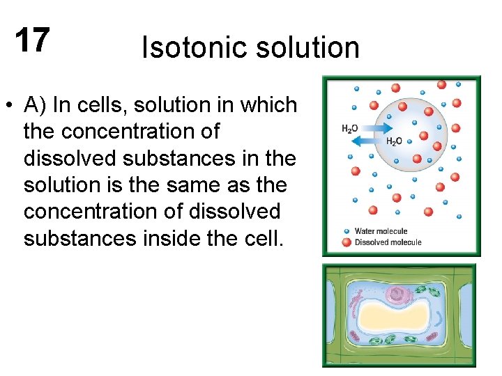 17 Isotonic solution • A) In cells, solution in which the concentration of dissolved