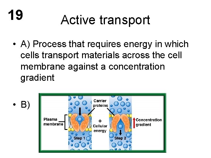 19 Active transport • A) Process that requires energy in which cells transport materials