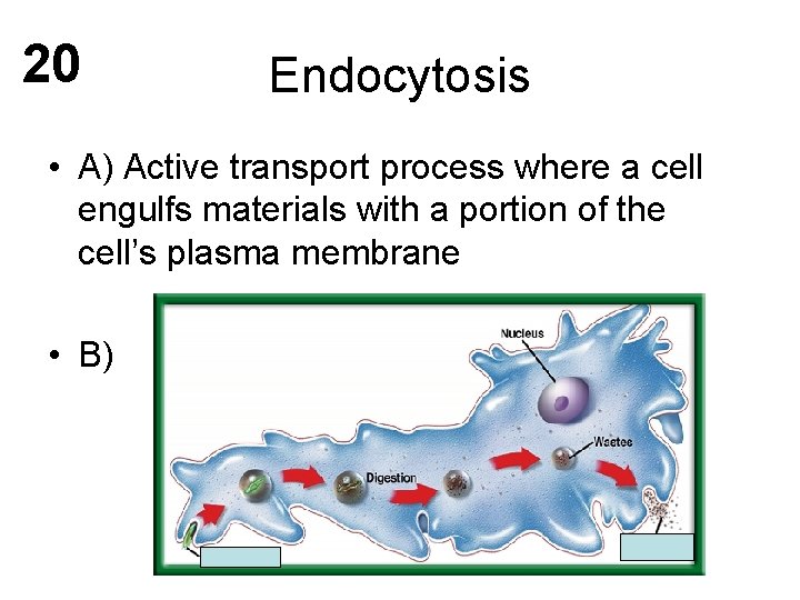 20 Endocytosis • A) Active transport process where a cell engulfs materials with a