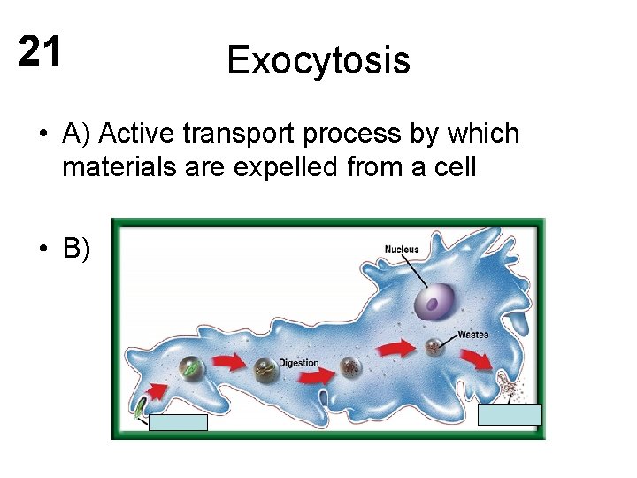 21 Exocytosis • A) Active transport process by which materials are expelled from a