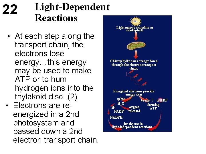 22 Light-Dependent Reactions • At each step along the transport chain, the electrons lose