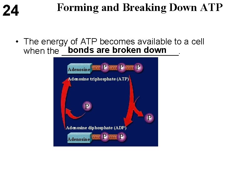 24 Forming and Breaking Down ATP • The energy of ATP becomes available to