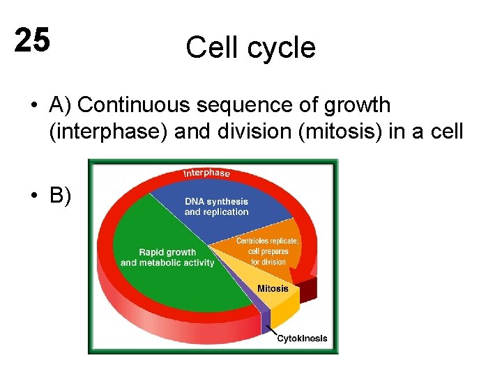 25 Cell cycle • A) Continuous sequence of growth (interphase) and division (mitosis) in
