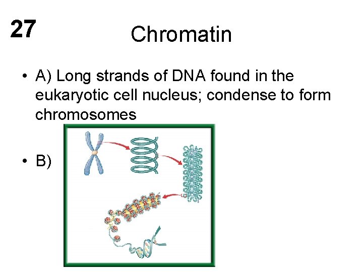 27 Chromatin • A) Long strands of DNA found in the eukaryotic cell nucleus;