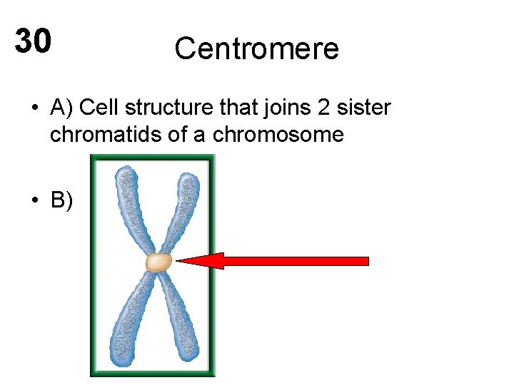 30 Centromere • A) Cell structure that joins 2 sister chromatids of a chromosome