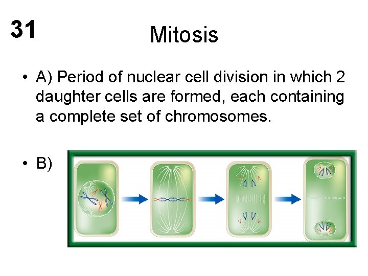 31 Mitosis • A) Period of nuclear cell division in which 2 daughter cells