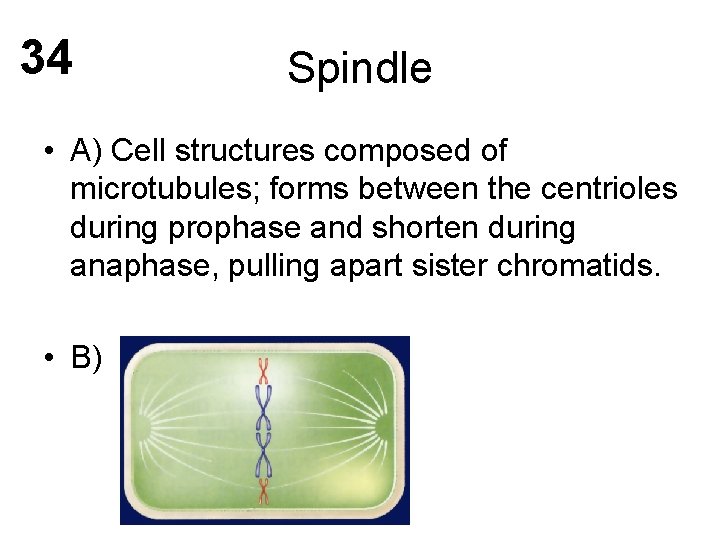 34 Spindle • A) Cell structures composed of microtubules; forms between the centrioles during