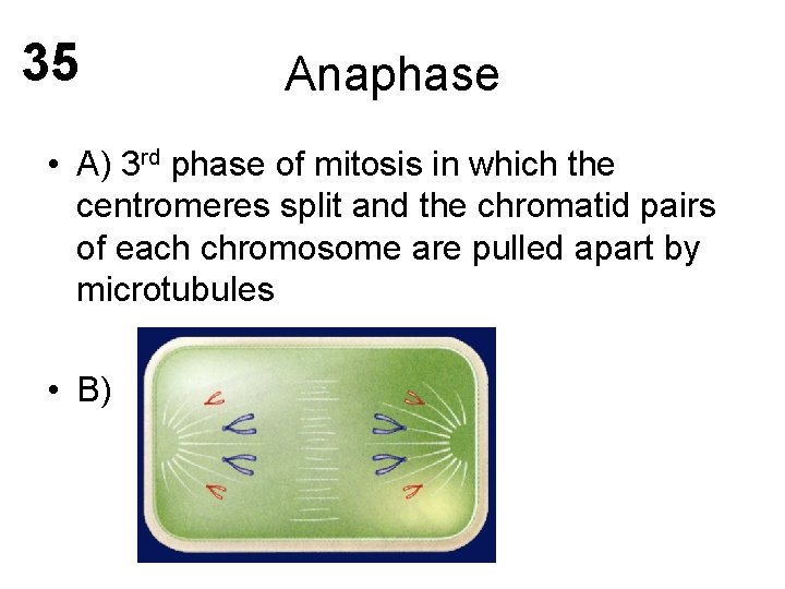 35 Anaphase • A) 3 rd phase of mitosis in which the centromeres split