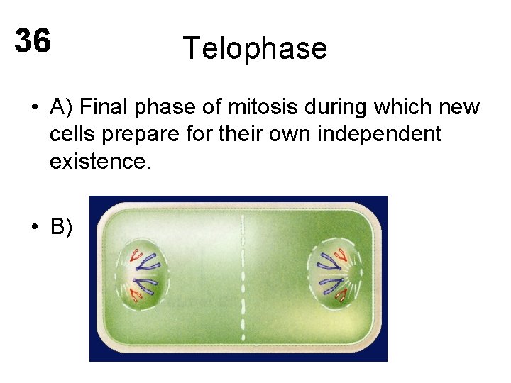 36 Telophase • A) Final phase of mitosis during which new cells prepare for