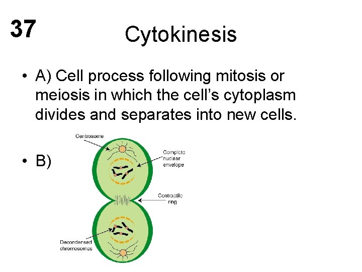 37 Cytokinesis • A) Cell process following mitosis or meiosis in which the cell’s