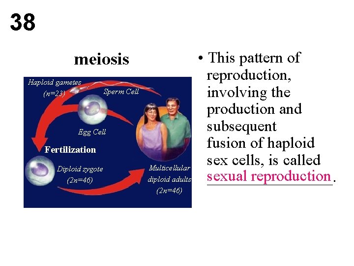 38 meiosis Haploid gametes (n=23) Sperm Cell Egg Cell Fertilization Diploid zygote (2 n=46)
