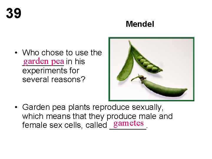 39 Mendel • Who chose to use the garden pea in his _____ experiments