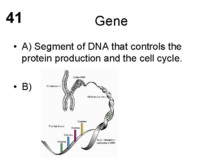 41 Gene • A) Segment of DNA that controls the protein production and the