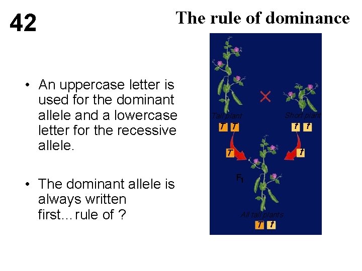 42 The rule of dominance • An uppercase letter is used for the dominant