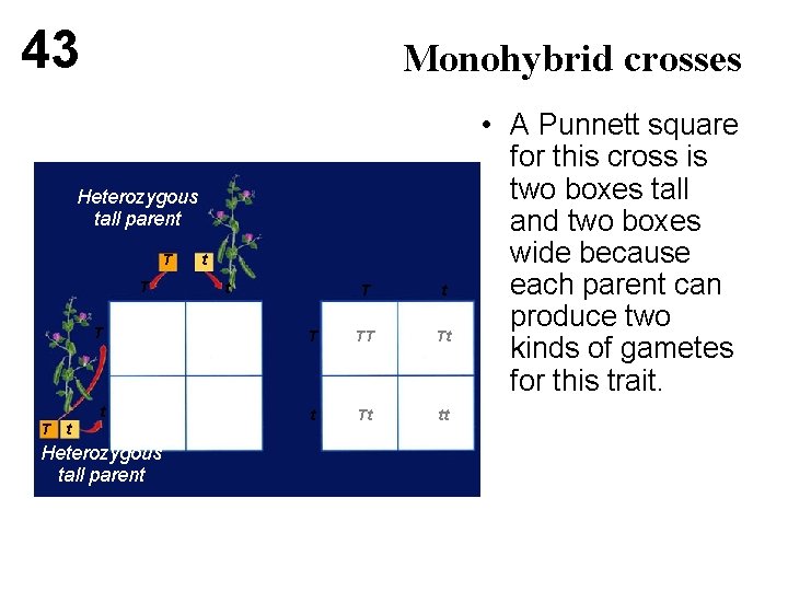 43 Monohybrid crosses Heterozygous tall parent T T T t t T T TT
