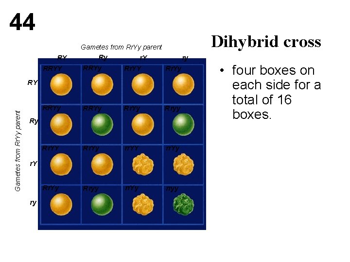 44 Dihybrid cross Gametes from Rr. Yy parent Ry RY r. Y ry RRYY