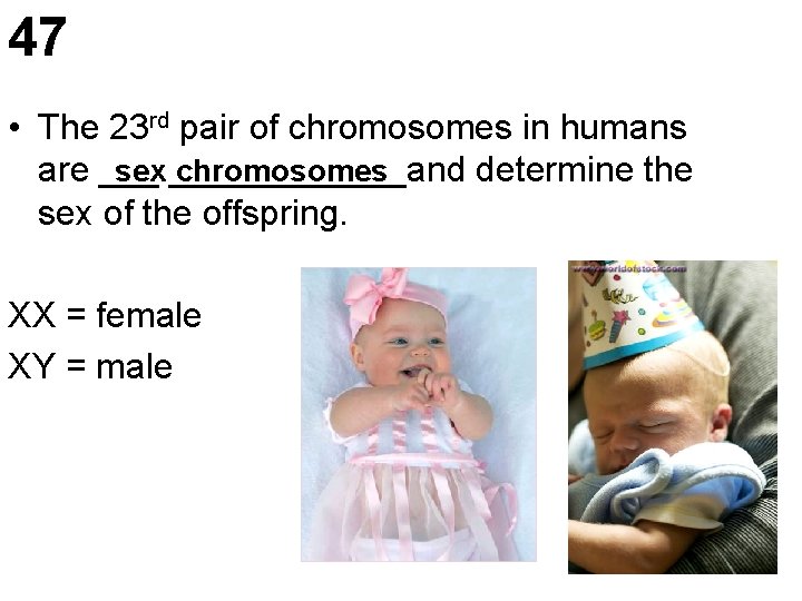 47 • The 23 rd pair of chromosomes in humans sex ______and chromosomes are