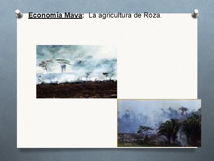 Economía Maya: La agricultura de Roza. 9 