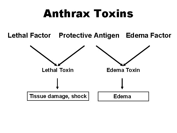 Anthrax Toxins Lethal Factor Protective Antigen Edema Factor Lethal Toxin Edema Toxin Tissue damage,