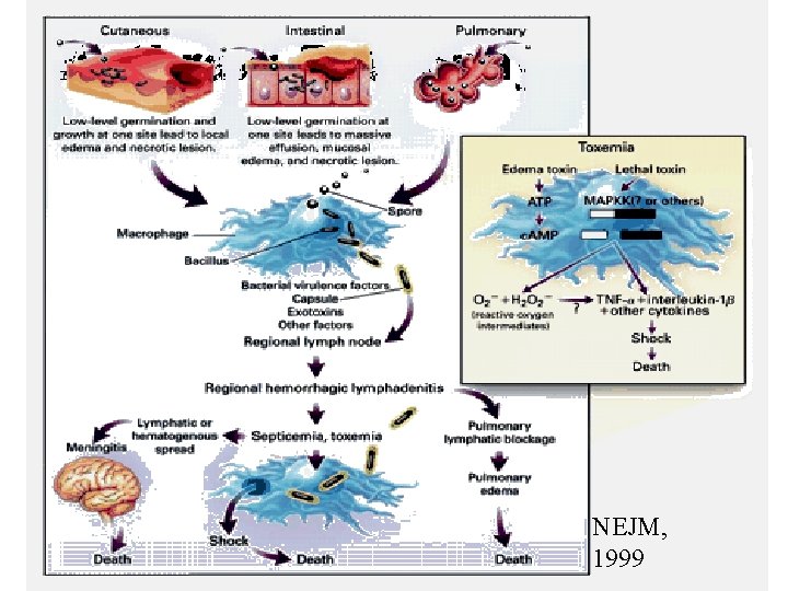 Anthrax: Pathophysiology NEJM, 1999 