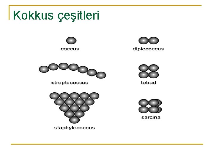 Kokkus çeşitleri 