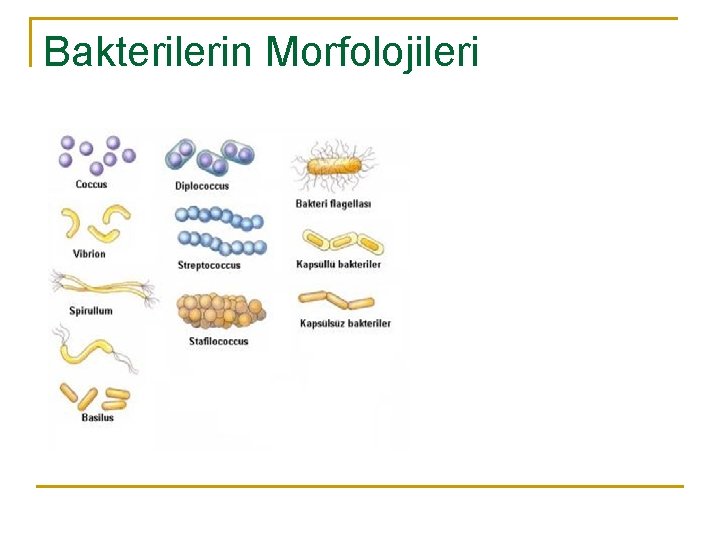 Bakterilerin Morfolojileri 