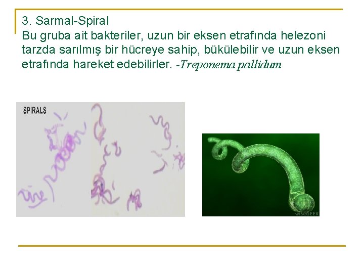 3. Sarmal-Spiral Bu gruba ait bakteriler, uzun bir eksen etrafında helezoni tarzda sarılmış bir