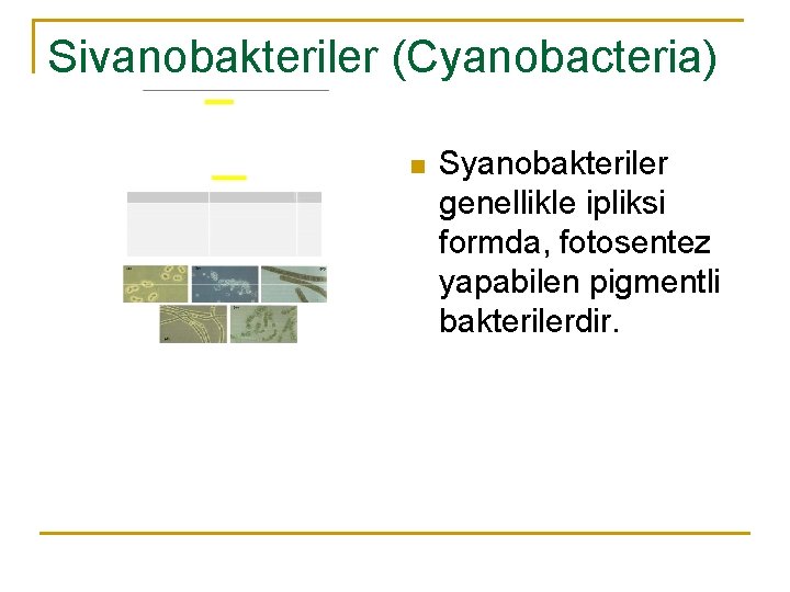 Siyanobakteriler (Cyanobacteria) n Syanobakteriler genellikle ipliksi formda, fotosentez yapabilen pigmentli bakterilerdir. 
