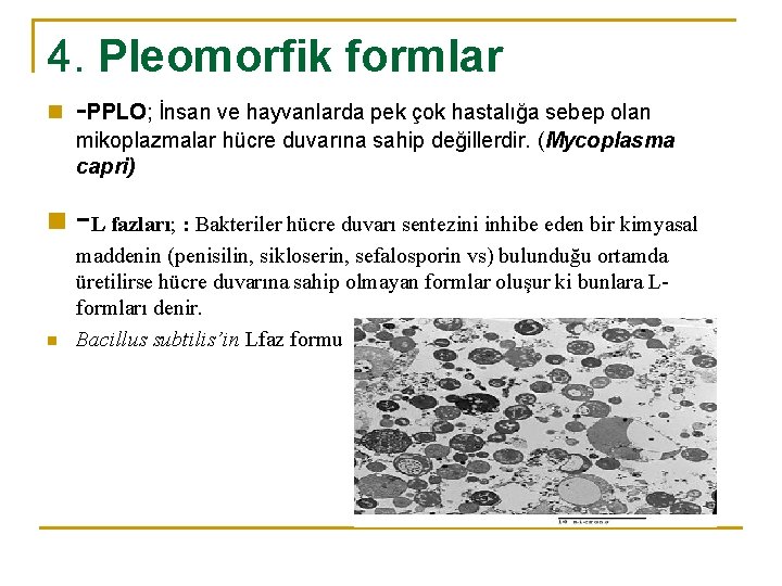 4. Pleomorfik formlar n -PPLO; İnsan ve hayvanlarda pek çok hastalığa sebep olan mikoplazmalar