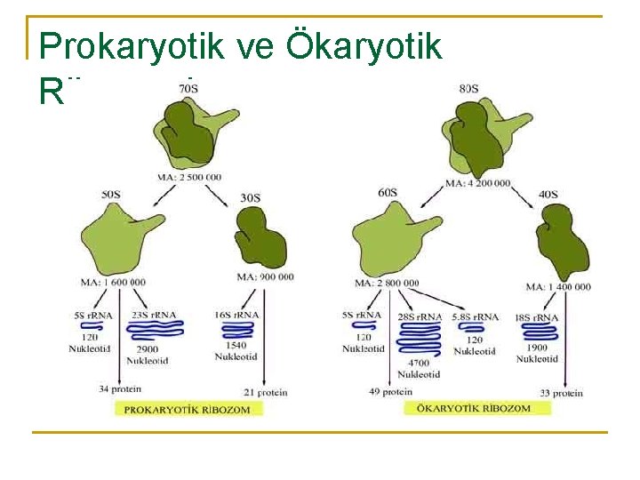 Prokaryotik ve Ökaryotik Ribozomlar 