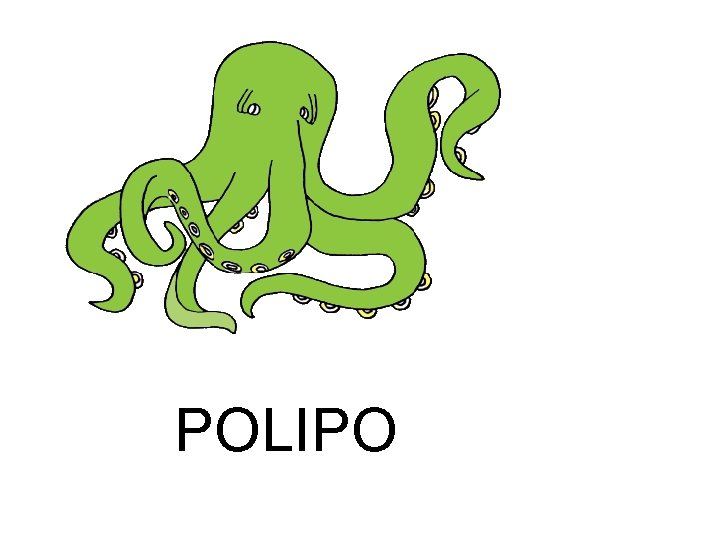 POLIPO 