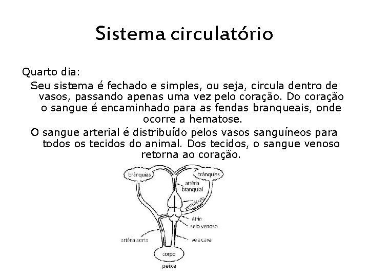 Sistema circulatório Quarto dia: Seu sistema é fechado e simples, ou seja, circula dentro