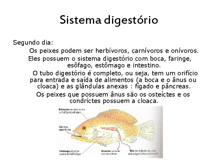 Sistema digestório Segundo dia: Os peixes podem ser herbívoros, carnívoros e onívoros. Eles possuem