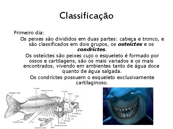 Classificação Primeiro dia: Os peixes são divididos em duas partes: cabeça e tronco, e