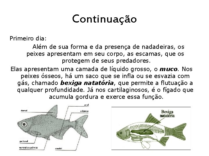 Continuação Primeiro dia: Além de sua forma e da presença de nadadeiras, os peixes